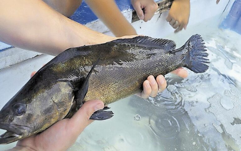 Fiscalía de México imputa a 6 personas por tráfico de totoaba