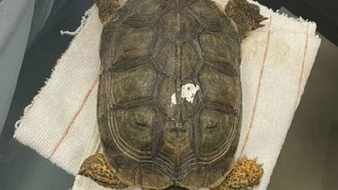 A la cárcel por llevar una tortuga dentro de su maleta en Yucatán