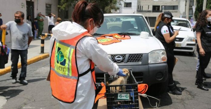 Condenan hombre por maltrato animal