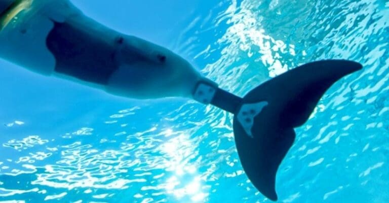 Una delfín con prótesis de cola, lo que la hacía famosa, murió debido a complicaciones de salud; su historia incluso inspiró películas. Foto: EFE