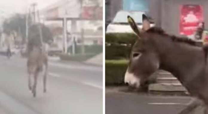 VIDEO: Burro se escapa de restaurante de donde se lo iban a comer y causa conmoción