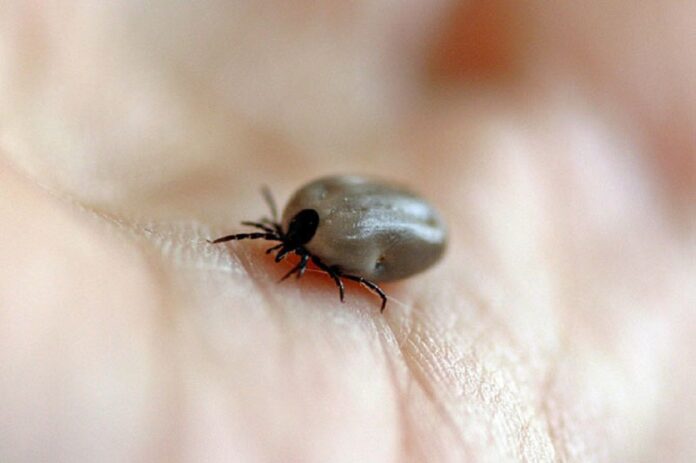 Piquete de garrapata habría acabado con la vida de bebé en José María Morelos