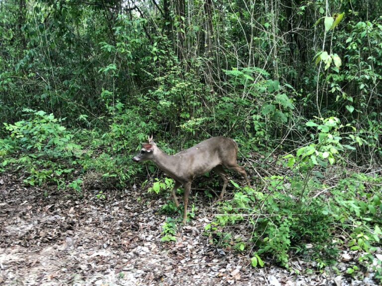Advierten de caza ilegal cerca de Rancho Tigre Grande, ante obras por Tren Maya