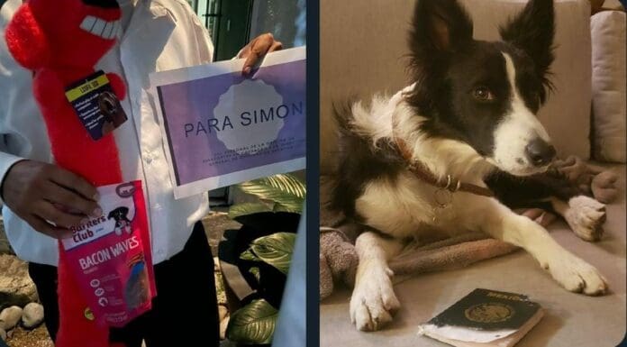 Una perrita se hizo viral lugo que se comiera el pasaporte de su dueño; por fortuna el documento le fue repuesto. Ve el final de la historia.