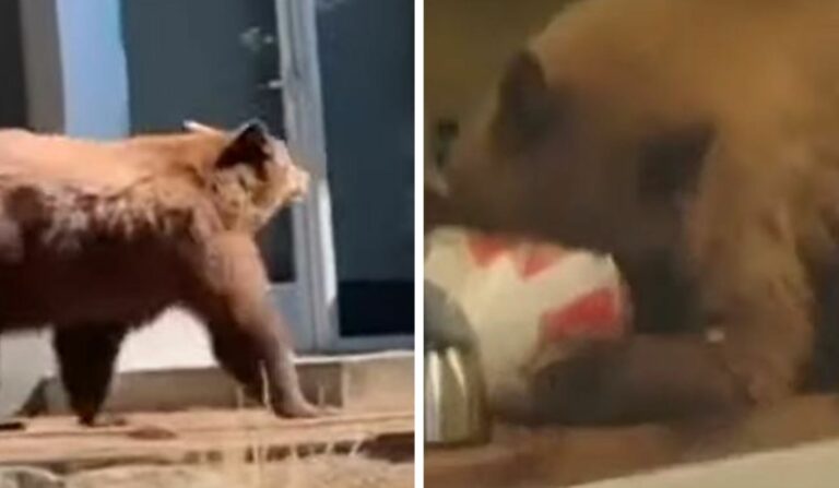 VIDEO: Hombre encuentra tres osos en su casa, uno se comió un pollo frito en la cocina