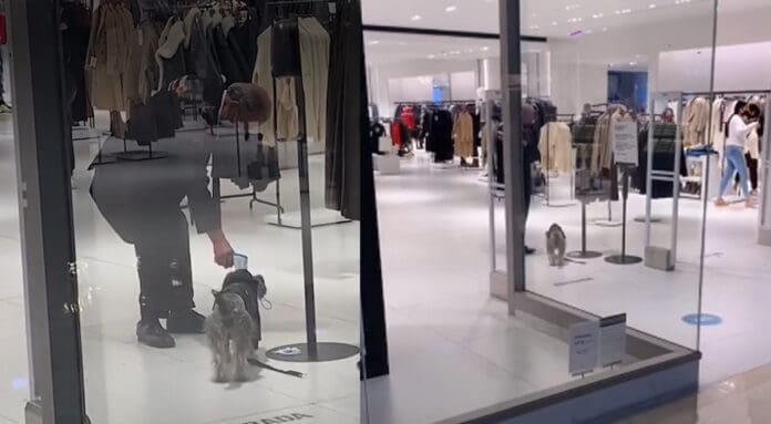 VIDEO; Perrito quiere entrar a Zara y vigilante le toma la temperatura