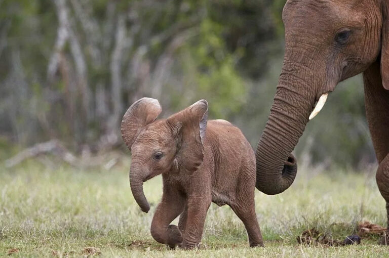 VIDEO: Rescatan a elefante huérfano y así reaccionó al conocer a su nueva familia