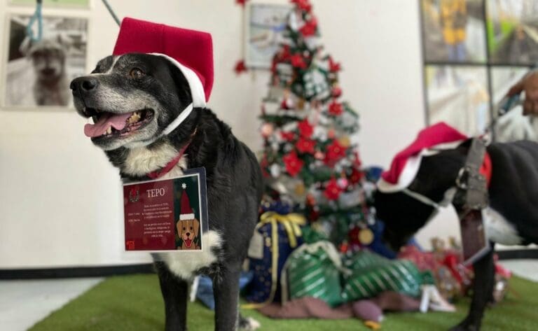 Perritos rescatados del Metro llevarán cartas a los Reyes Magos