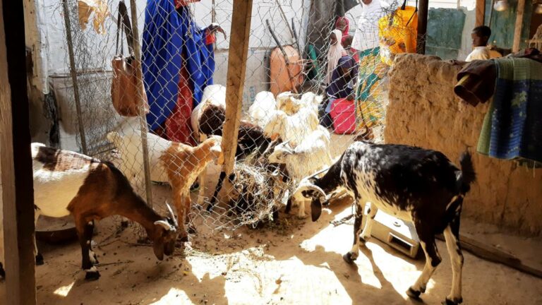 Cabra da a luz a cría con cara de humano