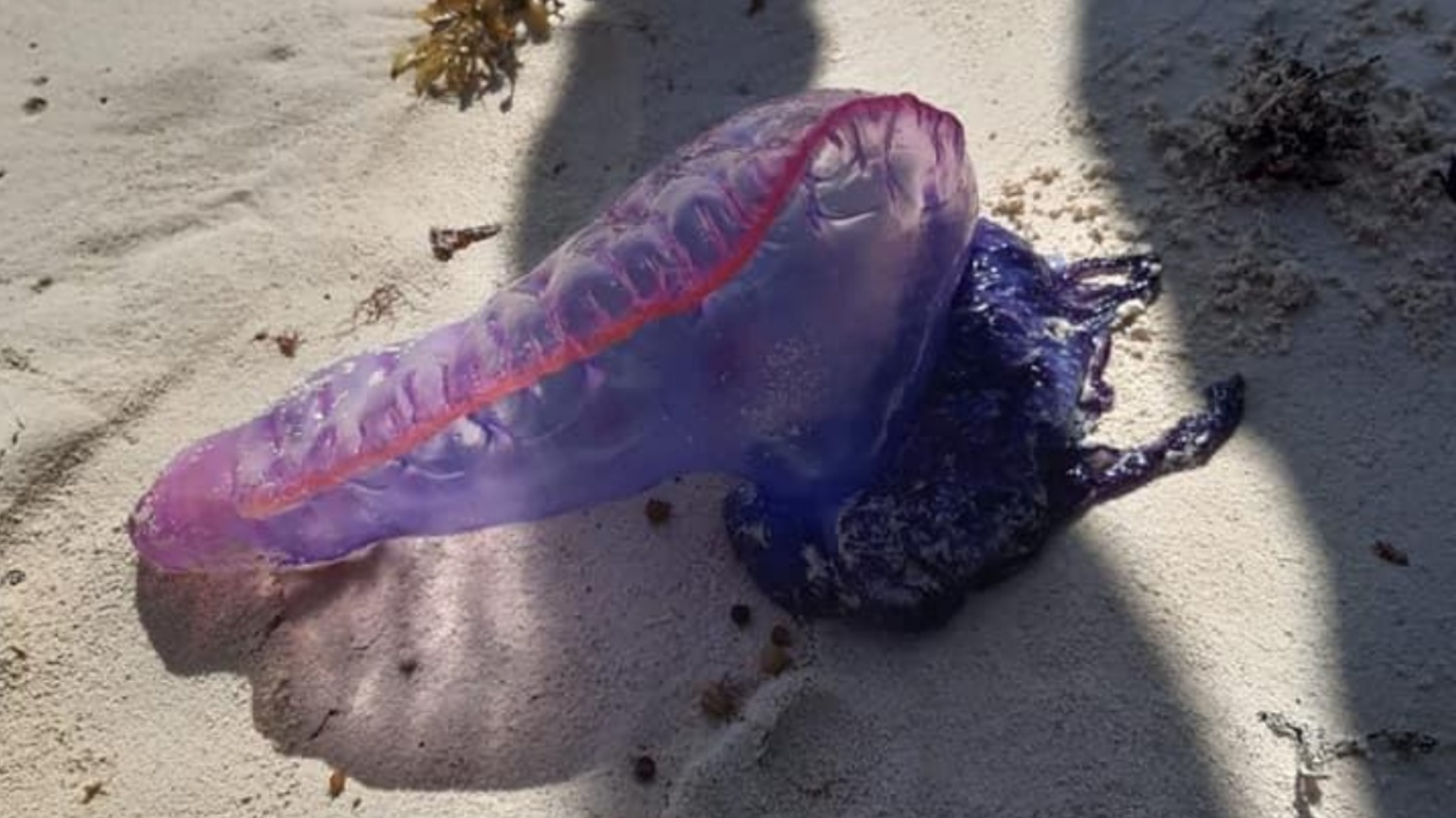 ¡ALERTA! Aguamalas pican hasta 25 personas a diario en Playa del Carmen