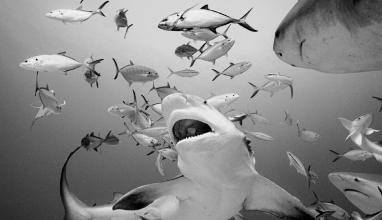 En Playa del Carmen es posible adoptar tiburones toro