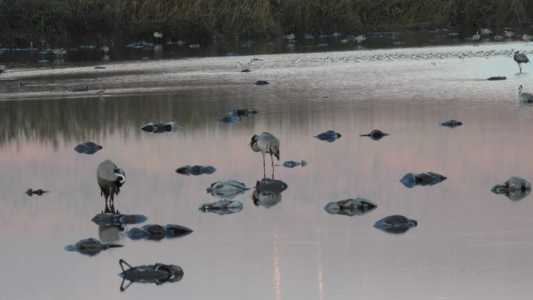 Gripe aviar cobra la vida de cinco mil grullas silvestres