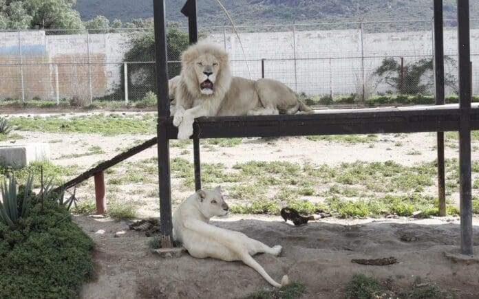 León blanco come a su cría recién nacida en zoológico de Hidalgo