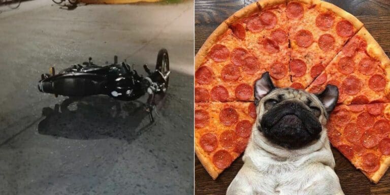 Perrito aprovecha accidente vial para comer pizza