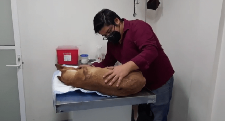 Explotan pirotecnia en el hocico de un perrito en Ecatepec