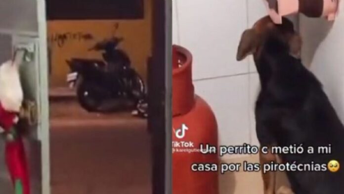 VIDEO: Perrito se esconde en casa de un desconocido huyendo de la pirotecnia