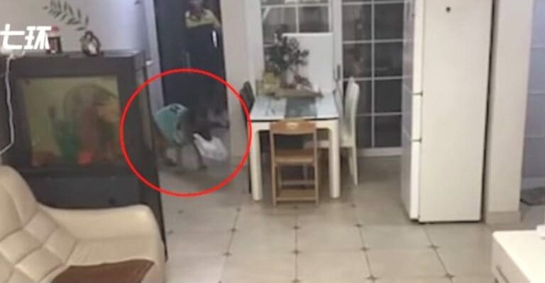 Perrito recoge el paquete, espanta al repartidor y cierra la puerta de su casa para seguir con su vida