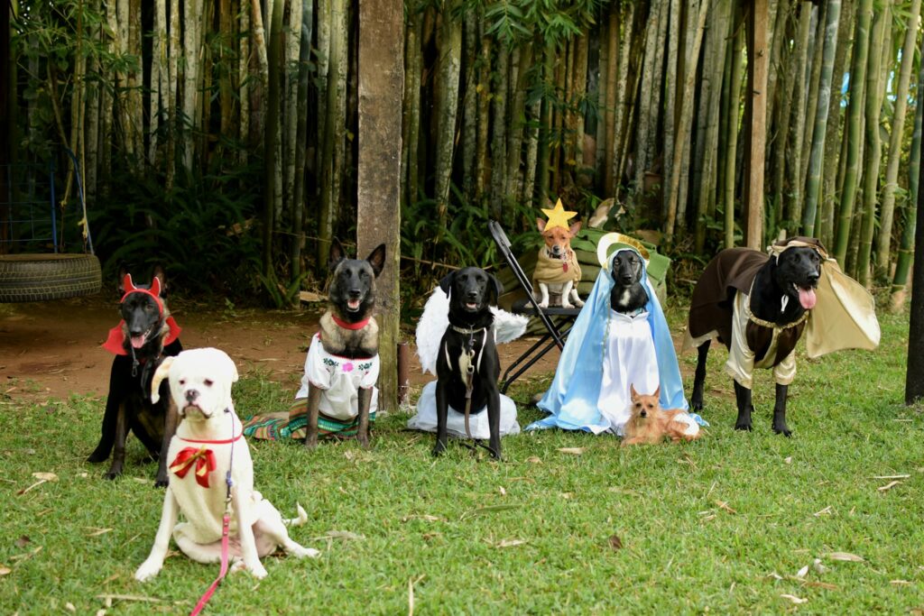 ¡Qué ternura! Perritos protagonizan pastorela y hasta la estrella de Belén estuvo presente