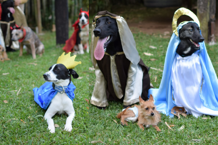 ¡Qué ternura! Perritos protagonizan pastorela y hasta la estrella de Belén estuvo presente