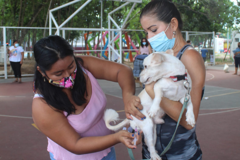 Gobierno de Solidaridad, acerca vacunación antirrábica a más de 500 mascotas