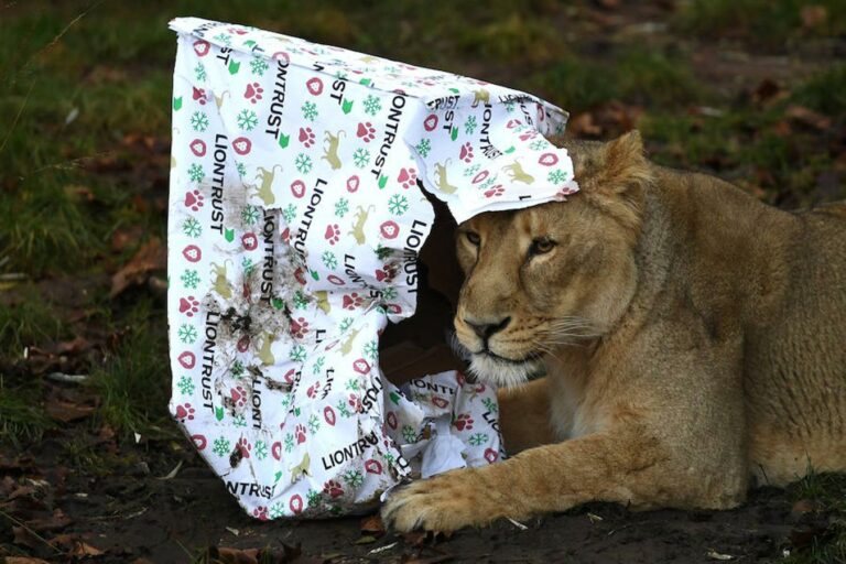Animales abren sus regalos navideños en el Zoológico de Londres