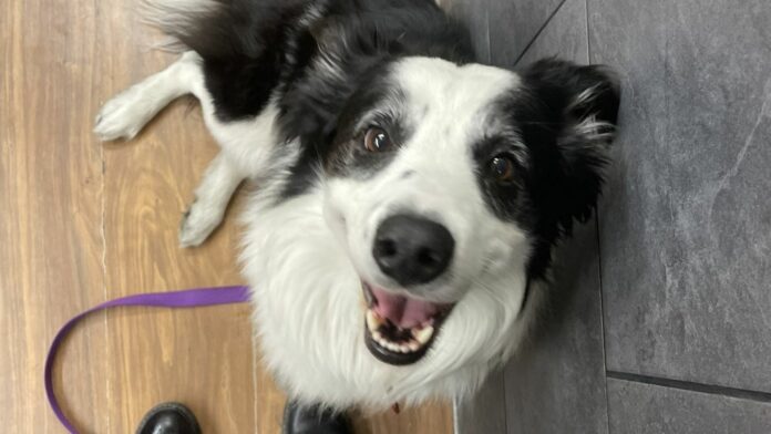 Pasajera denuncia que Aeroméxico perdió a su perrito