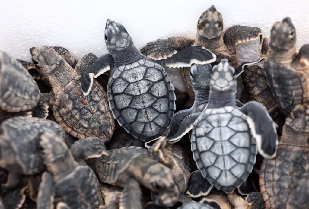 Nacen más de 125 mil tortuguitas en Puerto Morelos