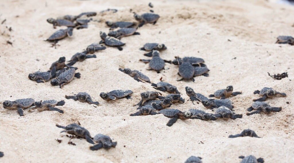 Nacen más de 125 mil tortuguitas en Puerto Morelos