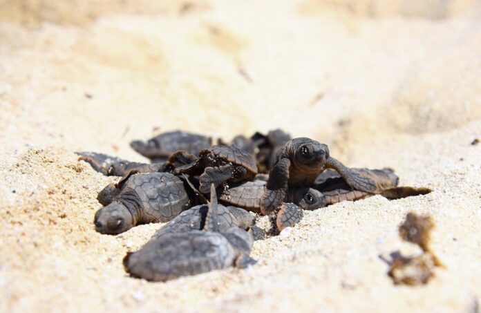 Nacen más de 125 mil tortuguitas en Puerto Morelos