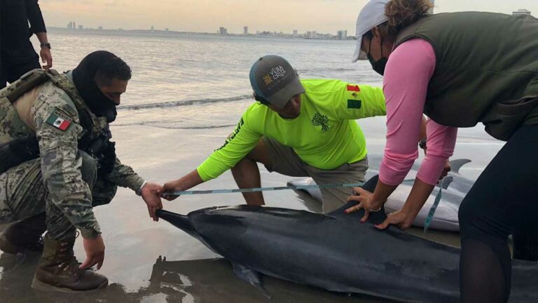 Encuentran siete delfines varados en puerto de Veracruz, tres de ellos muertos