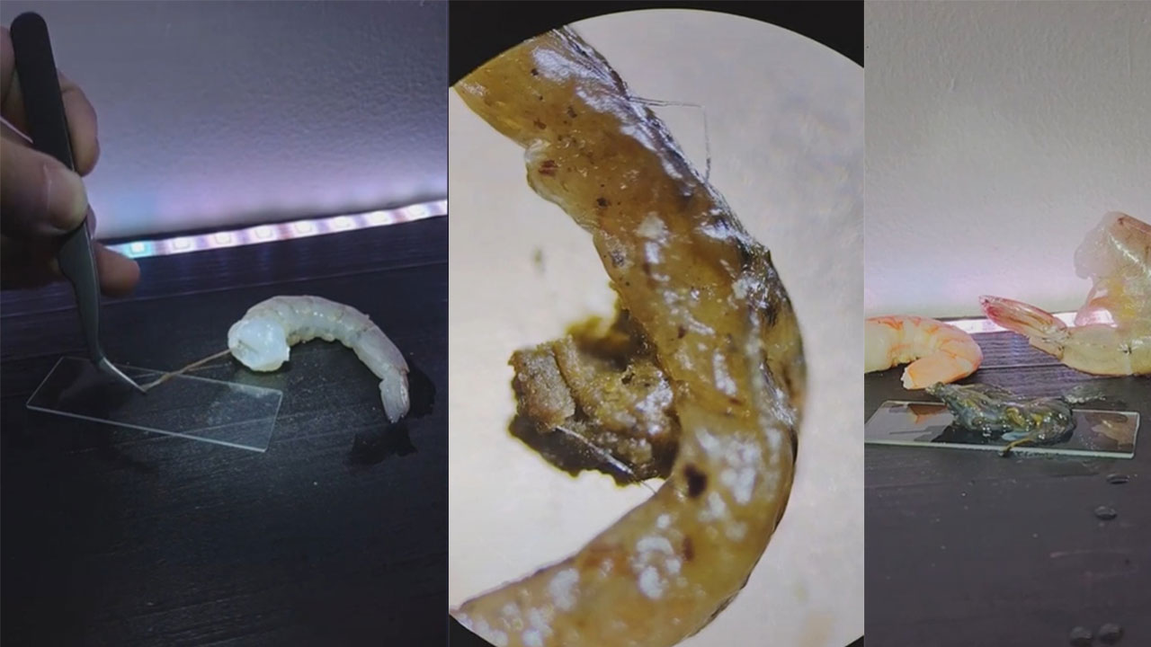 Video: Tiktoker muestra en microscopio la tripa del camarón y descubre excremento