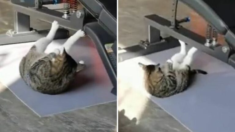 ¡El michi fitness! Captan a gatito 'haciendo abdominales' y se vuelve viral