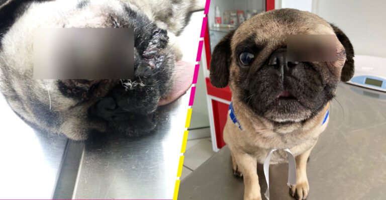 Veterinario opera  gratis y  consigue familia a un perrito que le llevaron para dormirlo