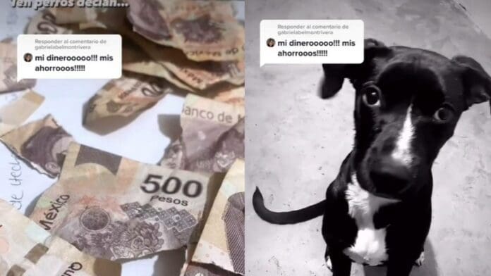 VIDEO perrito se come el aguinaldo de su dueña y se vuelve viral