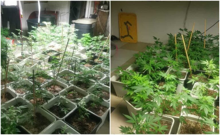 Policía halla casa donde cultivaban marihuana en CDMX