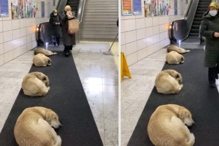 Video: Permiten a perritos callejeros dormir en las instalaciones del Metro en Turquía durante el invierno