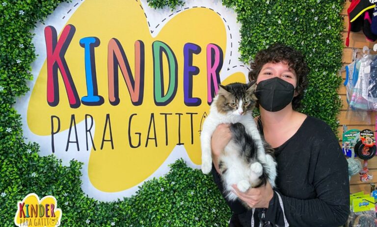 Así es el primer kínder para gatos