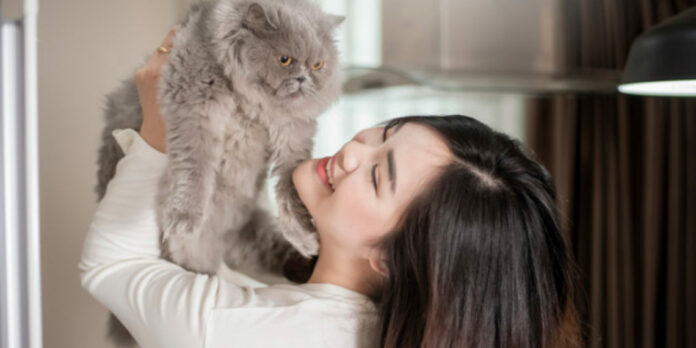 Un jefe reprende a una pasante por querer estar con su gato moribundo