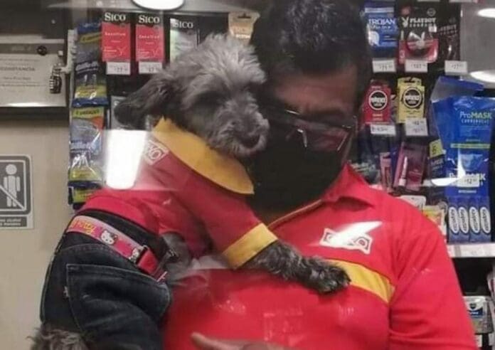 Un perrito trabajador del Oxxo se hizo viral luego que alguien compartiera la imagen en redes sociales; conoce al tierno lomito. Foto: TW de @SuavesLomitos
