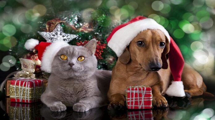 No regalar mascotas en navidad