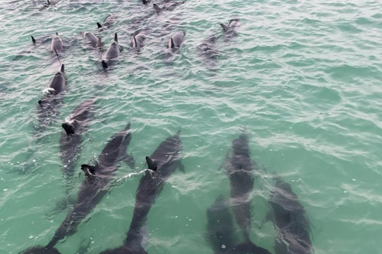 Varamiento masivo de delfines cerca de Holbox; uno fallece