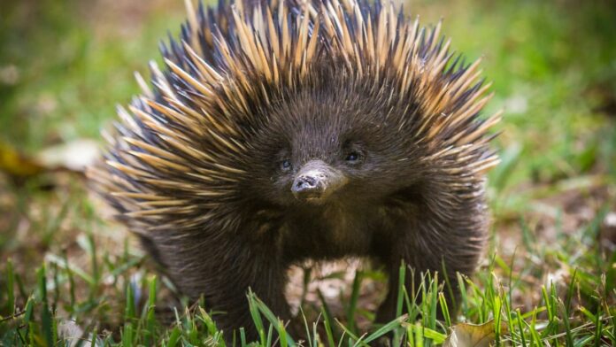 Equidna provoca un caos al colarse en una carrera de turismos a 300 km/h en Australia