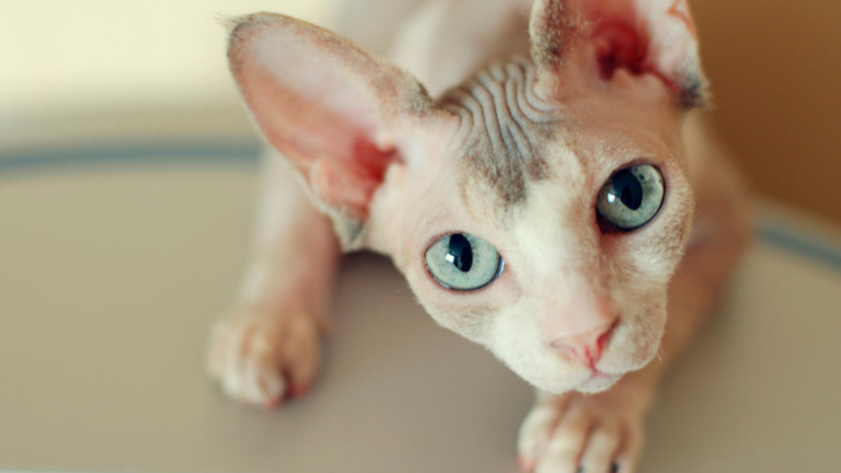 Mujer intenta amamantar a su gato durante un vuelo