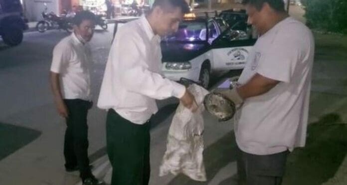 ¡Insólito! Un taxista encuentra una serpiente en su unidad y se lleva el susto de su vida; por fortuna no resultó lesionado. La boa también está bien. Foto: Captura de video