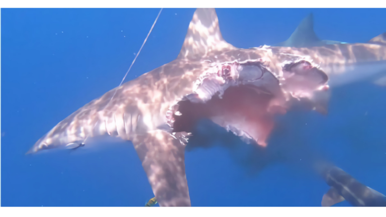 Captan a “tiburón zombie” que nadaba a pesar de no tener gran parte del cuerpo
