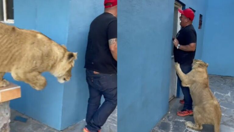 VIDEO: León “ataca” a hombre asustado que toca la puerta, su reacción se vuelve viral