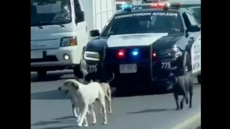 ¡Gestos de humanidad! Policías detienen el tráfico para escoltar a perritos en plena carretera