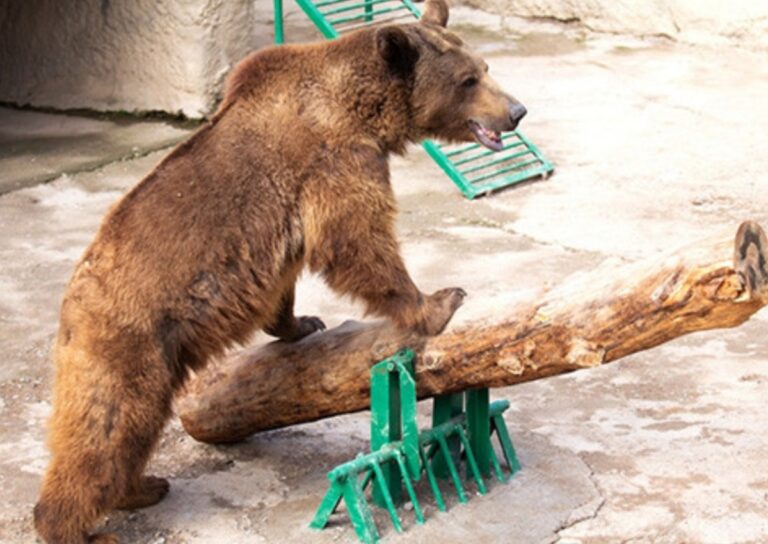 Madre arroja a su hija de tres años a una jaula de osos en un zoológico
