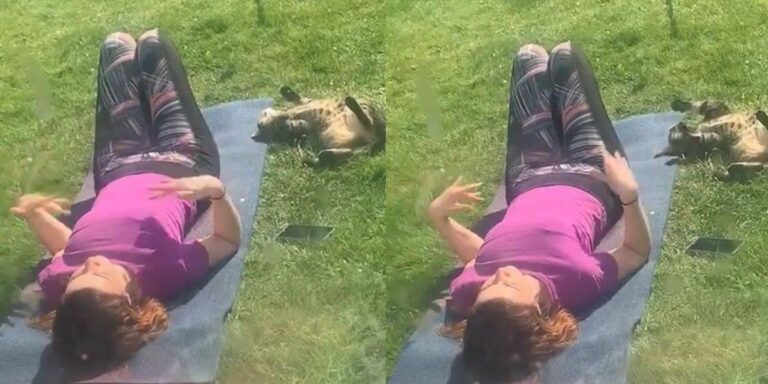 Mujer busca a su gato por horas y lo encuentra haciendo yoga en casa de la vecina