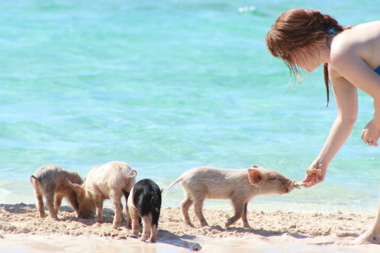 Maravíllate con la sorprendente y polémica ‘Playa de los Cerditos’